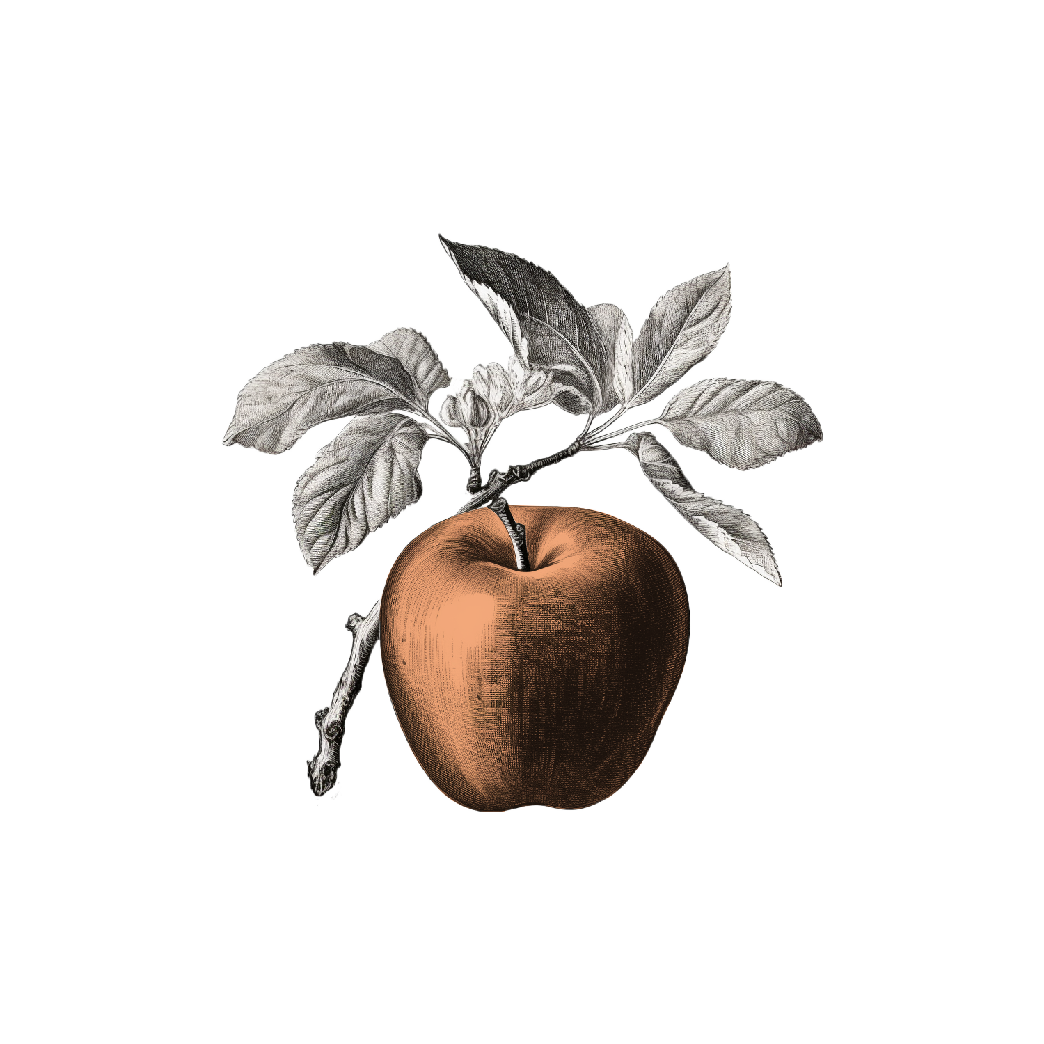 illustrazione-mela